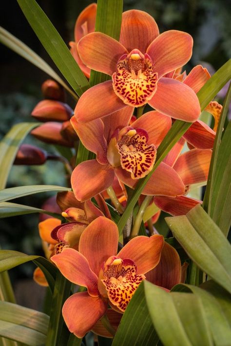 Orchids Photography, Orchids Flowers, Orchid Flowers, Orchid Flower Photography, Beautiful Orchids Photography, Yellow Orchid Flower, Orchid Photography, Orange Orchid, Orchid In The Wild