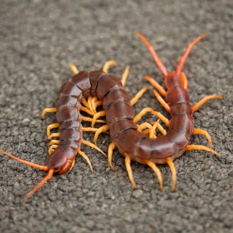 Centipedes Millipedes Desert Insects, Recluse Spider Bite, Brown Recluse Spider Bite, Types Of Ants, Venomous Animals, Diy Mosquito Repellent, Brown Recluse Spider, Wasp Stings, Get Rid Of Spiders