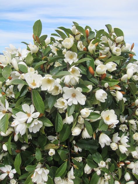 Fairy Magnolias make a great hedge plant Fairy Magnolia, Magnolia Tree Landscaping, Magnolia Bush, Evergreen Magnolia, Low Light Plants, Magnolia Trees, Edible Plants, Deciduous Trees, Magnolia Flower