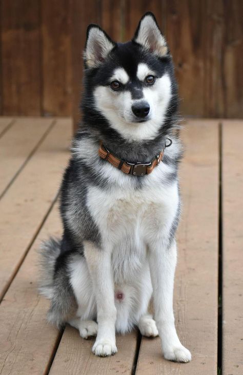 Miniature Husky Alaskan Klee Kai, Mini Husky Alaskan Klee Kai, Klee Kai Dog, Alaskan Klee Kai Puppy, Cute Doge, Service Dogs Breeds, Alaskan Dog, Mini Huskies, Miniature Husky