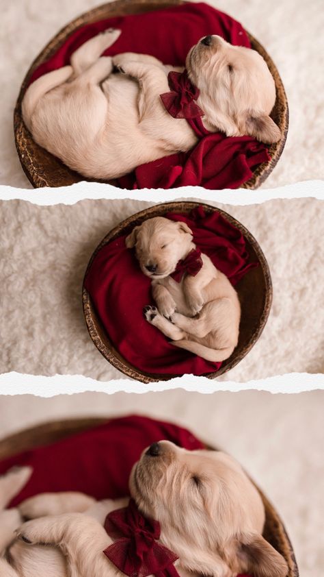 Christmas Puppy Litter Photoshoot, Newborn Dog Photoshoot, Puppies Photoshoot Ideas, Litter Of Puppies Photography, Puppy Christmas Photoshoot, Christmas Puppy Photoshoot, Newborn Puppy Photoshoot Ideas, Puppy Litter Photoshoot Ideas, Puppies Photoshoot