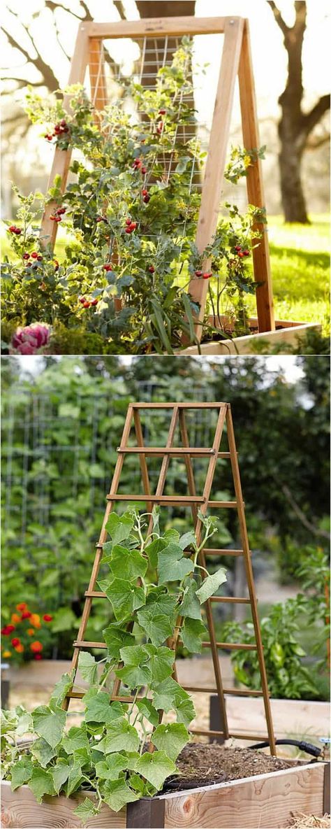 Garden Trellis Designs, Hydrangea Petiolaris, Planter Trellis, Cucumber Trellis, Diy Garden Trellis, Enchanting Garden, Vertical Vegetable Garden, Vegetable Garden Raised Beds, Diy Trellis