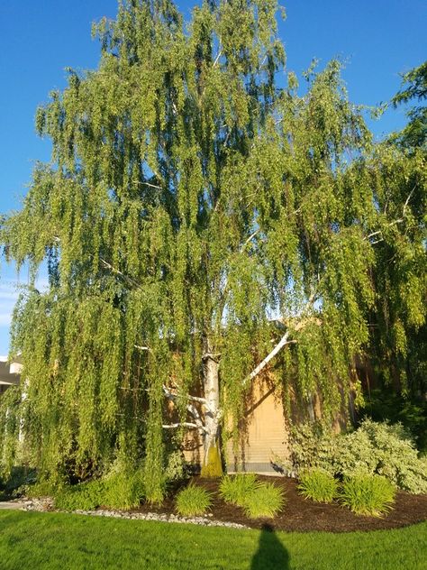 Betula pendula 'Dalecarlica'. Cutleaf Weeping Birch. Zone 2. 40'-50' high, 30'-40' wide. Carpinus Betulus Fastigiata, Betula Utilis Jacquemontii, Betula Pendula Youngii, Weeping Birch, Betula Nigra, Weeping Silver Birch Tree, Betula Pendula, Street Trees, Unique Trees