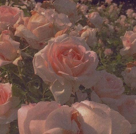 Rosé Core, Terrence Loves You, Pink Cottagecore, Pink Photography, Aesthetic Roses, Ethereal Aesthetic, Rosé Aesthetic, Nothing But Flowers, When You See It