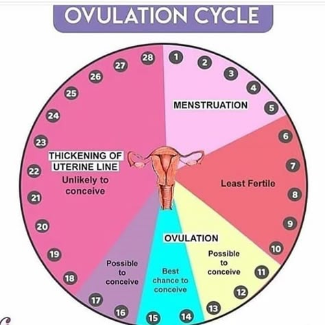 Did You Know?  Your most fertile period is days 14 and 15 of the ovulation cycle, where you have the highest chance of getting pregnant… Fertile Period, Ovulation Cycle, Natural Family Planning, Healthy Pregnancy Tips, Basic Anatomy And Physiology, Fertility Health, Chances Of Getting Pregnant, Amazing Facts For Students, Menstrual Health