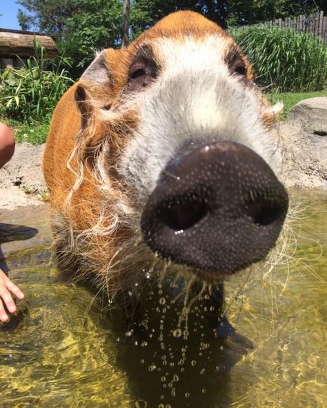 Cincinnati Zoo on Instagram: “Sir Francis cooling off in the pool! The red river hog gets its name from it’s red coat and their tendency to wallow in rivers and streams.…” Wonky Animals, Fursona Reference, Red River Hog, Elephant Shrew, Cincinnati Zoo, Animal References, Tasmanian Devil, Face Pictures, Red River