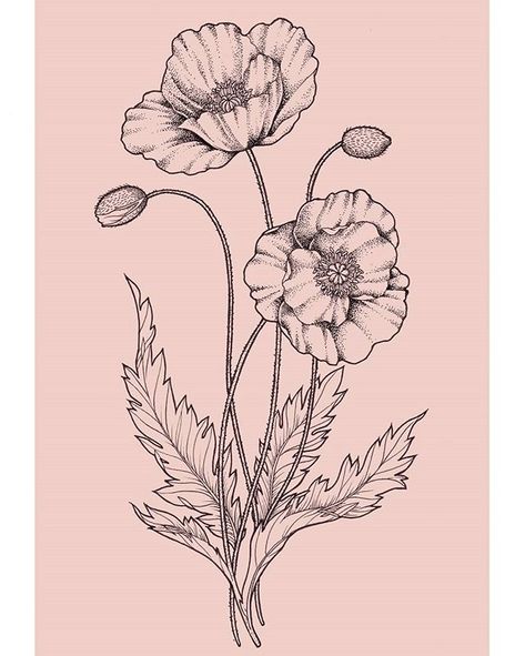 Reposting @bydiminou: #illustration #artstagram #art #instaart #sketchbook #blackandwhite #flower #tattoo #tattoodesign #poppy Poppy Flower Illustration Art Nouveau, Poppies Sketch, Poppy Flower Sketch, Poppy Botanical Illustration, Poppy Flower Tattoo Design, Poppy Flower Drawing, Fleurs Art Nouveau, Poppy Flower Tattoo, Flower Tattoo Drawings