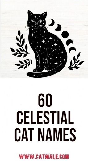 60 Celestial Cat Names: Unique and Cosmic Choices for Your Feline Friend Space Names For Pets, Cat Name Ideas Unique, Goth Cat Names, Name For Black Cat, Magical Cat Names, Names For Cats Unique, Witchy Pet Names, Names For Cats Girl, Unique Animal Names