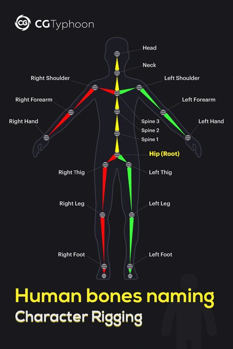 📌Human bones naming - Character rigging. #3d #lesson #modeling #3dtips #human #rigging #tips #tipsandtricks #topology #shape #faces #vertices #edges #cgtyphoon #cg #cgi #geometry #retopology #maya #blender #3dsmax #3dcoat #zbrush #modo Maya 3d Modeling, 3d Max Tutorial, Blender Character, Maya Tutorial, Blender Character Modeling, Blender Tips, Modelling Tips, Maya Modeling, 3d Karakter