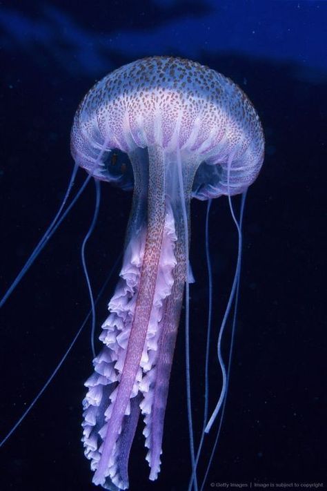 Jellyfish Photography Underwater, Medusa Animal, References Photos, Jellyfish Facts, Purple Jellyfish, Jellyfish Jewelry, Jellyfish Pictures, Jellyfish Costume, Aquarium Pictures