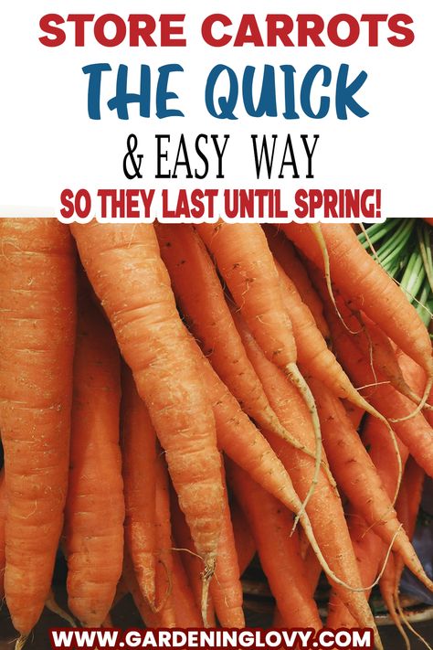 (21 Pro Hacks) Carrots Storage Tips For Keeping It Fresh Freezing Fresh Garden Carrots, Ways To Preserve Carrots, Storing Carrots In Sand, How To Preserve Carrots From The Garden, How To Save Fresh Carrots, Garden Carrots Storage, How To Preserve Carrots In Fridge, Can You Freeze Carrots, How To Store Carrots In The Fridge