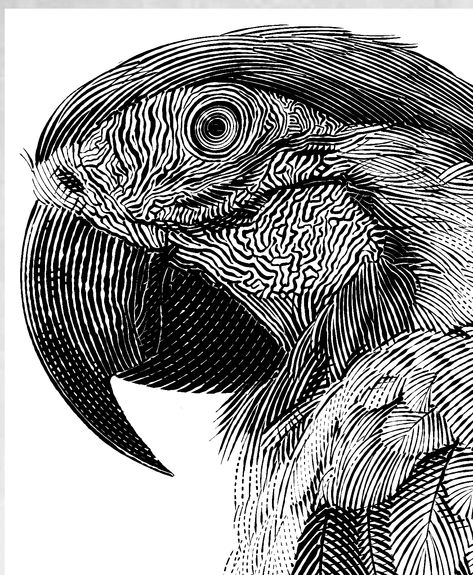 Illustration Design Black And White, Drawing Animals With Shapes, Black White Illustration Art, Black And White Parrot Tattoo, Black And White Animal Painting, Linocut Sketches, Line Drawings Of Animals, Black And White Illustration Drawings, Animal Illustration Black And White