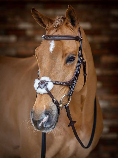 The LeMieux Grackle Bridle is a fine example of the style with the browband and noseband both featuring decorative stitching and soft padding for comfort on the brow and along the bridge of the nose. It comes with interchangeable padding at the back of the nosepiece with the option of merino wool or a soft leather cushion. A featured D-ring on noseband allows the pieces to sit smoothly against the horse's cheeks and jaw. This helps to provide a tailored fit for different jaw shapes and the back strap can move independently. The LeMieux Bridles are made from beautifully soft European leather and feature an anatomically shaped headpiece with soft padded cut away around the ears and poll to aid in the distribution of pressure, maximising comfort. Padded Browband with decorative stitching and Jaw Shapes, Bridles For Horses, Wild Horses Photography, Horse Riding Quotes, Beautiful Horses Photography, Cute Horse Pictures, Horse Inspiration, Horse Bridle, Horse Aesthetic