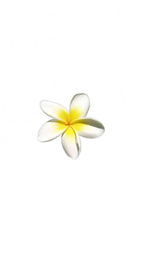 Hawaiian Flower Widget, Hibiscus Flower White Background, White Background Aesthetic Wallpaper, White Background Flower, White Widgets, Bow Wallpaper Iphone, Ocean Things, Wallpapers Flowers, Iphone Wallpaper Planets