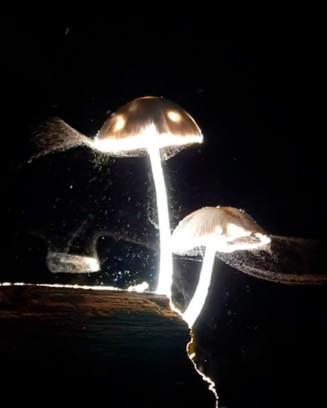 Mushroom Spores, Saved Pins, Painting Inspo, Drawing Inspo, Flora And Fauna, Art Challenge, Light Painting, Visual Effects, Picture Ideas