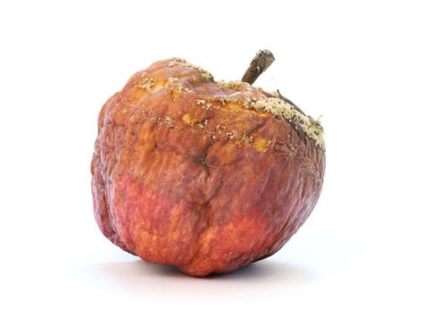 A rotten Apple? Tumblr, Watercolor References, Rotten Apple, Evolution Art, Rotten Fruit, Jim Dine, Apple Recipe, Growth And Decay, Art Alevel