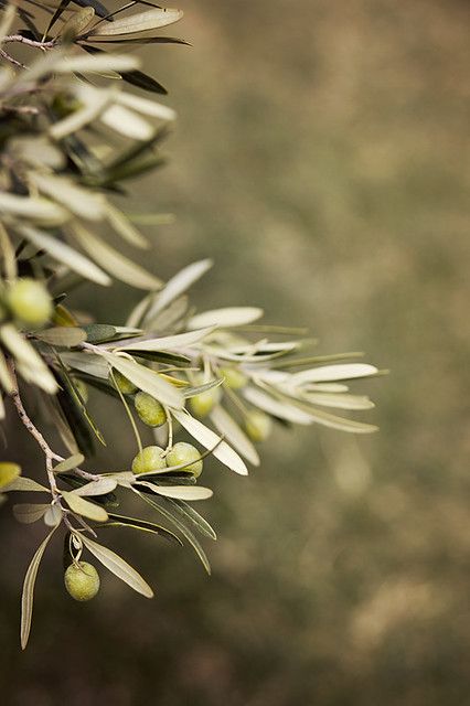 Olive Tree Care, Growing Olive Trees, Tree People, Fall Garden Vegetables, Garden Vegetables, Recycled Garden, Fall Garden, Olive Gardens, Tree Care