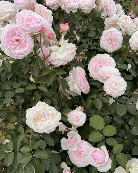 Heaven is a rose garden 🌸🎀💕 Spring inspo, spring things to do, spring aesthetic, Pinterest inspo, Huntington rose garden Huntington Rose, Spring Things, Spring Inspo, Garden Spring, Aesthetic Pinterest, Spring Art, Spring Aesthetic, May 5, Rose Garden