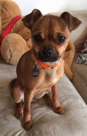 Chihuahua / Pug Mixed Breed Dogs Dog Bee Sting, Pug Mixed Breeds, Chug Puppies, Chug Dog, Dogs Sitting, Sitting On A Couch, Pug Mix, Disabled Dog, Baby Pugs