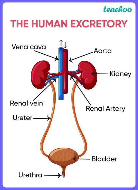 Excretory System Diagram, The Excretory System, Human Body Science Projects, Biology Drawing, Biology Diagrams, Science Diagrams, Excretory System, Human Body Science, Study Flashcards