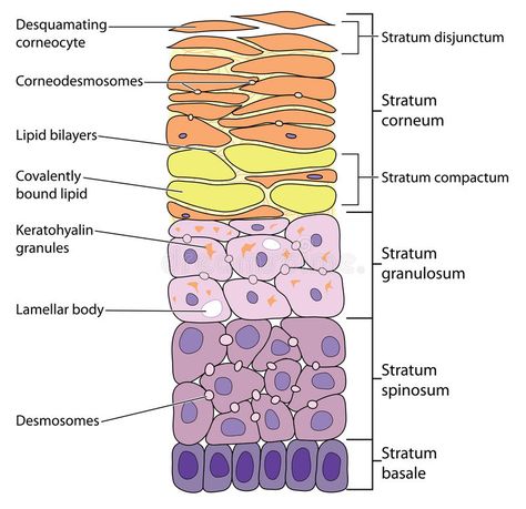 Layers Illustration, Vet Tech School, Skin Anatomy, Integumentary System, College Nursing, Rhetorical Analysis, Basal Cell, Skin Layers, Squamous Cell