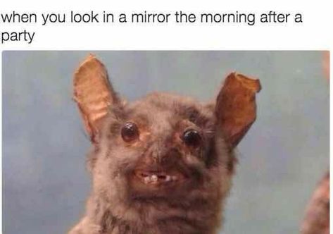 When you look in the mirror the morning after a party hangover success sad memes of you on the weekends. Cant Stop Laughing, Jokes For Teens, Lol Memes, Memes Br, Funny Picture Quotes, Can't Stop Laughing, Very Funny Pictures, Funny Relationship, Work Humor