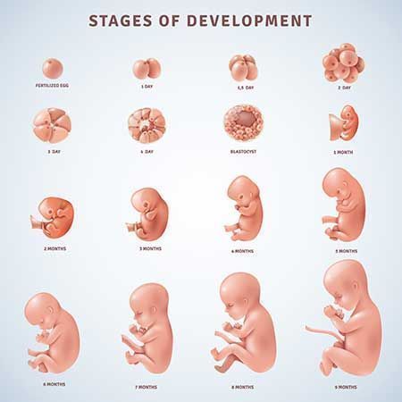 4-weeks-pregnant 4 Weeks Pregnant, Body Changes During Pregnancy, Week By Week Pregnancy, 5 Weeks Pregnant, 12 Weeks Pregnant, Embryonic Development, Stages Of Development, 20 Weeks Pregnant, Zestaw Ikon