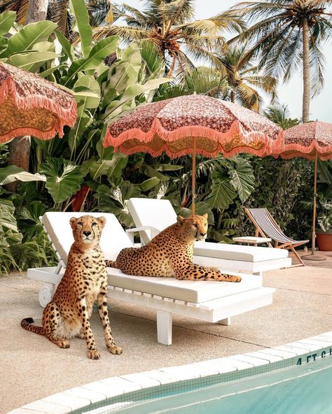 Paul Fuentes on Instagram: “Cheetahs at the Pool 🐆 shading under the vintage inspired beach umbrellas from @dorisvintage for @hkliving 🌞absolutely love this umbrella…” Paul Fuentes, Colorful Places, Cheetahs, Limited Edition Art Print, Marbella, Artwork For Sale, The Pool, Contemporary Artists, Lovers Art