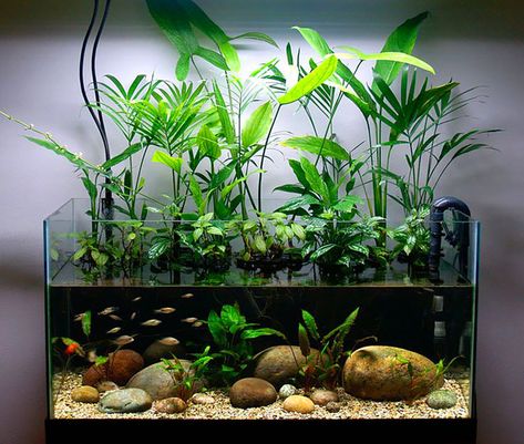 Easy-to-Find Houseplants as Riparium Foliage - AMAZONAS Magazine Aquarium With Plants, 10 Gallon Fish Tank, Tanaman Air, Aquarium Garden, Fish Tank Terrarium, Taman Air, Cool Fish Tanks, Fish Tank Design, Indoor Water Garden