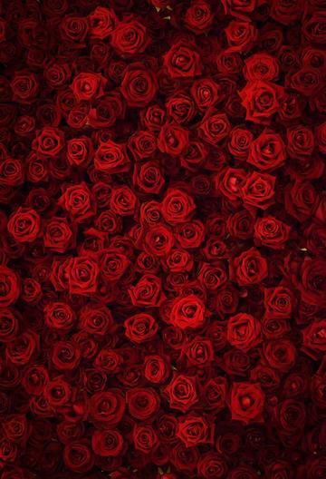 Flowers Background Red Backdrop S-3171  --Find flower backdrops diy and photo shoots in ibackdrop. Red Flowers Wallpaper Backgrounds, Red Flowers Aesthetic, Red Background Aesthetic, Red Rose Wall, Wall For Wedding, Red Backgrounds, Roses Background, Red Aesthetics, Brick Wall Backdrop