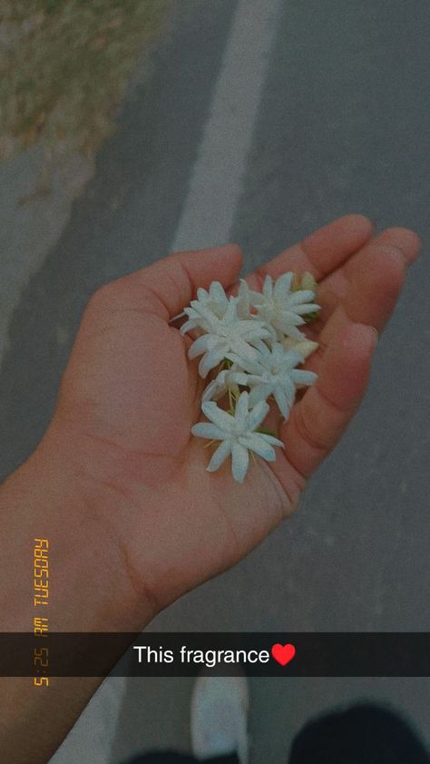 #Jasmine #flower #aesthetic #whiteflower #fragrance Flower Snap Streaks, Flower Snap Ideas, Flower Snaps Snapchat, Jasmine Flower Aesthetic, Snapstreak Ideas, Funny Truth Or Dare, Creative Snaps, Flower Snap, Nature Photography Quotes