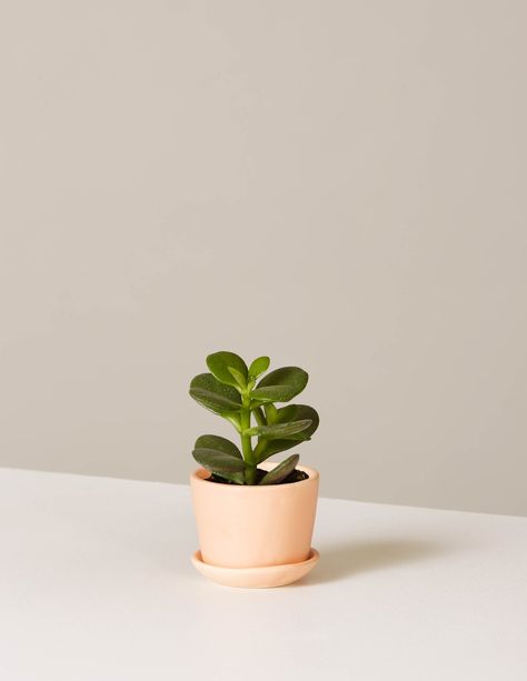 Best Desk Plants, Kaktus Dan Sukulen, Desk Plants, Jade Plant, Fake Plants Decor, Types Of Succulents, Tiny Plants, Fall Garden, Houseplants Indoor