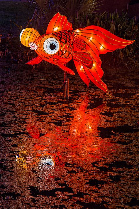 Goldfish Lantern, Fish Lanterns, Chinese Lantern Festival, Light Festival, Chinese Festival, Chinese Lantern, Chinese New Year Decorations, Lantern Festival, Fish Drawings