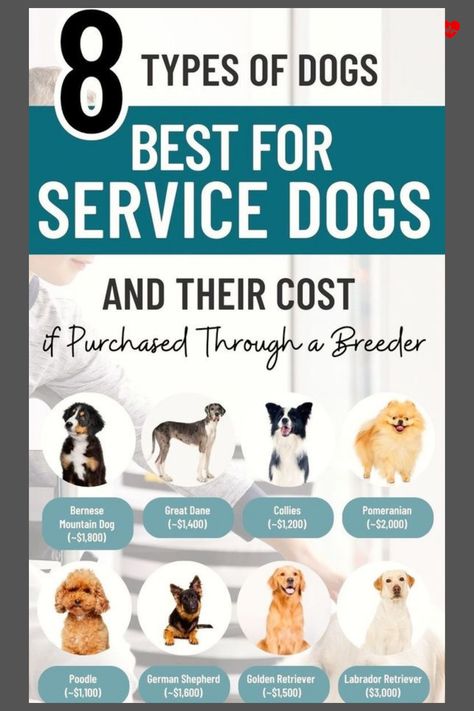 8 Types of Service Dogs & How to Get One Service Dog Breeds, Service Dogs Breeds, Service Dogs Gear, Positive Dog Training, Animal Behaviorist, Emotional Support Dog, Support Dog, Emotional Support Animal, Assistance Dog