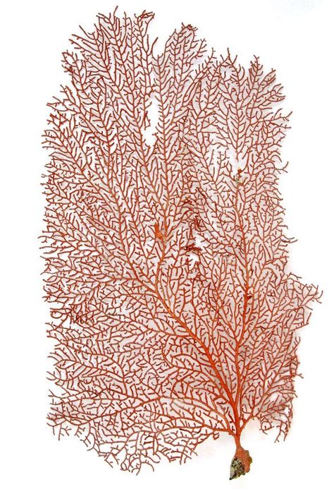 Seashells Background, Cerave Moisturizing Cream, Sea Fan, Coral Decor, Coral Aqua, Sea Plants, Sea Life Art, Soft Coral, Watercolor Ocean