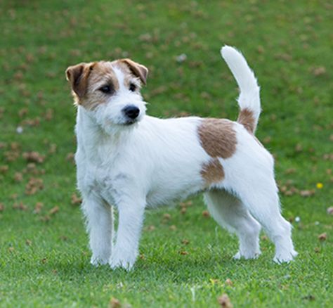 Russel Terrier, Jack Russell Terrier Aesthetic, Jack Terrier, Jack Russell Mix, Pedigree Dog, Jack Russells, Jack Russell Terrier Puppies, Dog Dna Test, Jack Russel