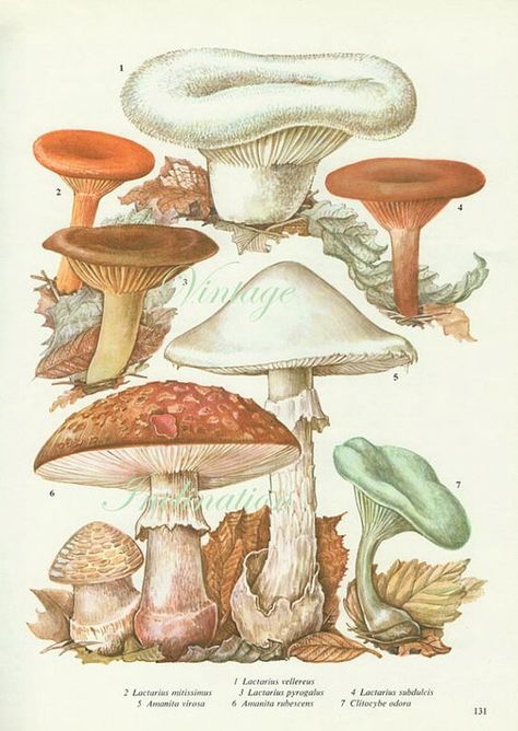 Mushroom Artwork, Mushrooms Illustration, Mushroom Prints, Mushrooms Art, Illustration Book, Mushroom Print, Illustration Botanique, Vintage Mushroom, Vintage Botanical Prints