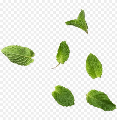 Leaf Png, Mint Leaf, Illustrator Design Tutorial, Leaf Clipart, Leaf Images, Clear Background, Leaf Background, Mint Leaves, Stock Pictures