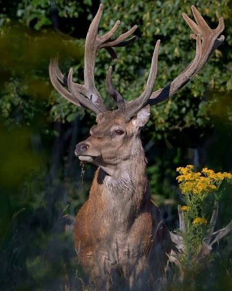 Antler Velvet, Animals Reference, Animal Photography Wildlife, Spirit Of The Forest, Deer Photos, Deer Pictures, Animals To Draw, Photography Wildlife, Animal Study