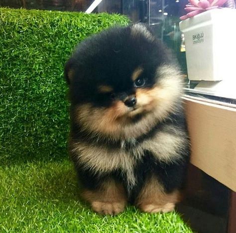 Black And Tan Pomeranian, Pomeranian Black, Tan Pomeranian, Tiny Puppy, Black And Tan, Black