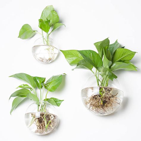 3PCS/set Mixed Sizes Bubble Terrariums,Indoor Wall Glass Vase,Fish Tank,Wall Plant Terrarium,Succulent Planter,Wall Air Plant Holder Hydrocotyle Vulgaris, Aquarium Mural, Terrarium Water, Wall Gardening, Vase Fish Tank, Fish Tank Wall, Wall Terrarium, Wall Mounted Vase, Glass Wall Vase