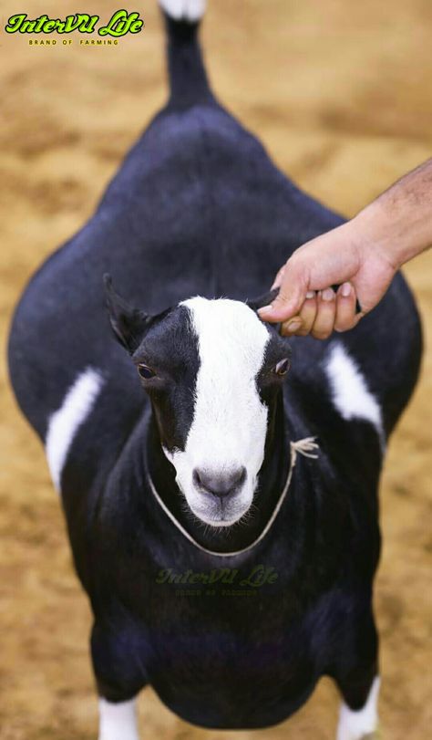 Beautiful Bakra for Eid 2021 || Beautiful Healthy Bakra Farming Fish, Beautiful Goat, Bakra Eid, House Cartoon, Goat Farming, Fish Farming, Background Wallpaper For Photoshop, Background Wallpaper