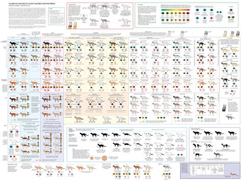 cat coat color chart. @Swistle Thistle, I have a feeling you would enjoy this. Cats Dancing, Cat Breeds Chart, Types Of Cats, Fancy Cats, Cat Facts, Education Poster, Cat Colors, Cat Pattern, Cat House