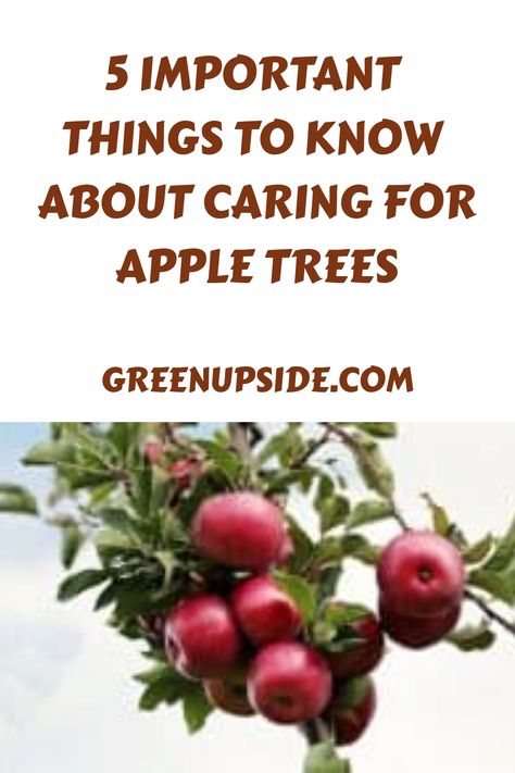 What To Plant Under Apple Trees, How To Care For Apple Trees, Planting Apple Trees, Apple Tree Care, Apple Plant, Baby Apple, Pruning Fruit Trees, Growing Fruit Trees, Tree Growing