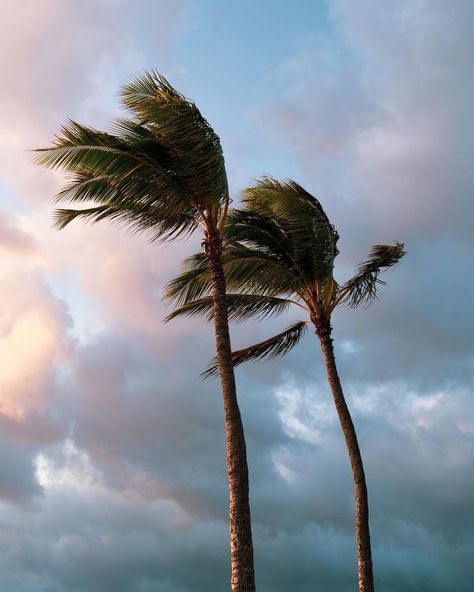 Iphone Wallpapers, The Sound, The Wind, Palm Trees, Iphone Wallpaper, My Favorite, Sound, Trees, Wallpapers