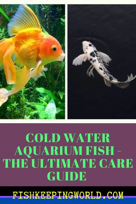 To set up a cold water aquarium, you want to buy fish that will thrive in such an environment. Fish Keeping World says these fish are found in ponds. We have compiled a list of these types of… Cold Water Fish, Coldwater Fish, Fish Keeping, Buy Fish, Isometric Design, Types Of Fish, Fish Tanks, New Tank, Ponds