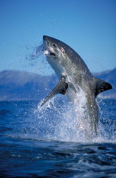 white shark jumping out of the water by wix photographer amos nachoum Shark Images, Save The Sharks, Shark Conservation, Cool Sharks, Shark Photos, Shark Pictures, Company Building, Photo Exhibit, Logo Game