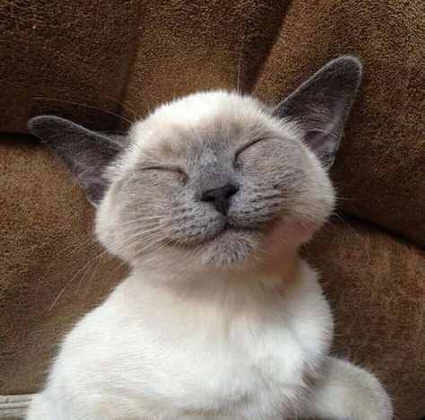 Smiling Cat, Gray Cat, Cute Cats And Kittens, Zulu, Happy Cat, Siamese Cats, Cats Meow, Pretty Cats, Beautiful Cats