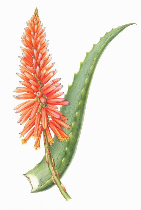 Aloe Arborescens Plant, Aloe Drawing, Aloe Vera Illustration, Julia Trickey, Aloe Vera Flower, Aloe Art, Flowers Language, Aloe Flower, Aloe Arborescens