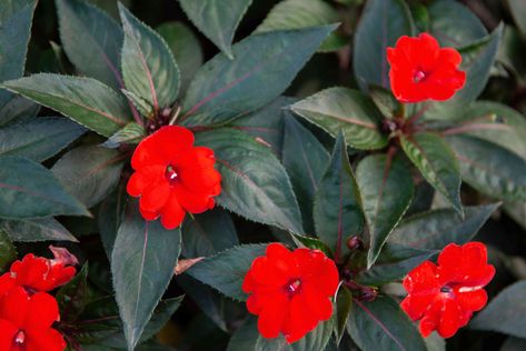 Sun Impatiens Flowers, Sun Patients Container, Sun Patients Flowers, Sunpatiens Flowers, Impatient Flowers, Impatiens Flowers, Impatiens Plant, Edging Plants, Sun Loving Plants